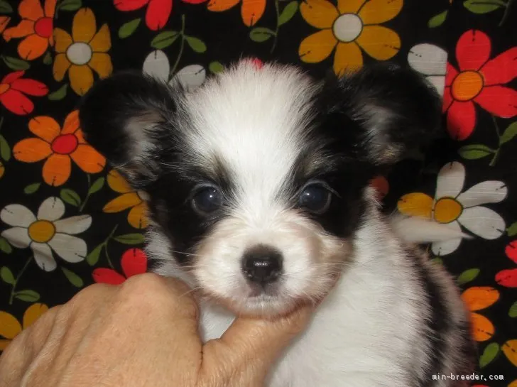 ID:2003-01101の子犬