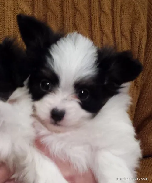 ID:1702-00599の子犬