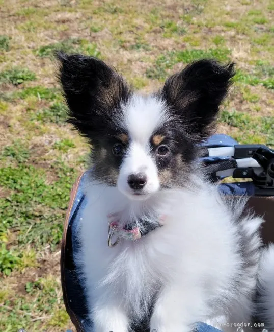ID:2201-03400の子犬