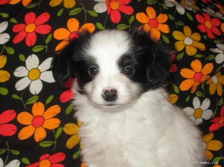 ID:2003-01543の子犬