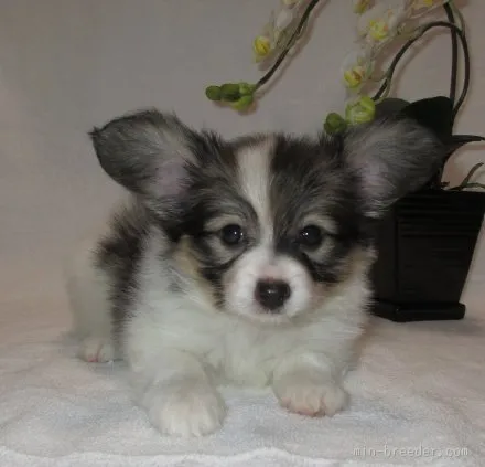 ID:1507-00242の子犬