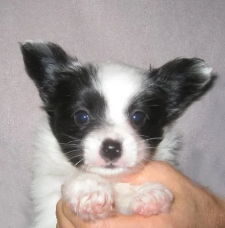 ID:1401-00514の子犬