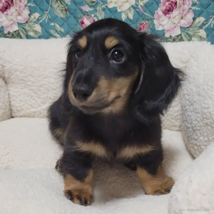 ID：2305-05314の子犬