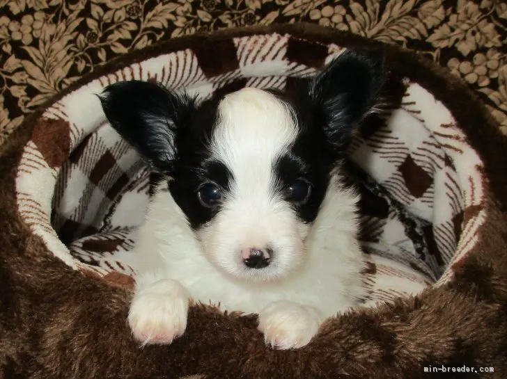 ID：2011-01229の子犬
