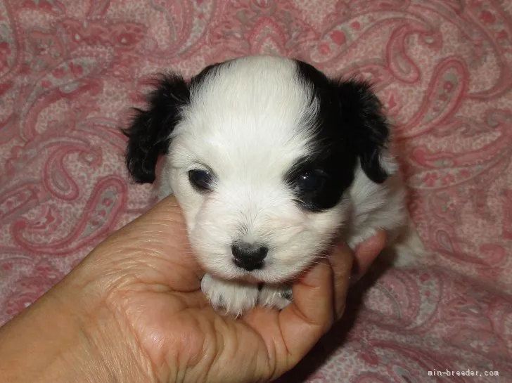 ID:2101-03269の子犬