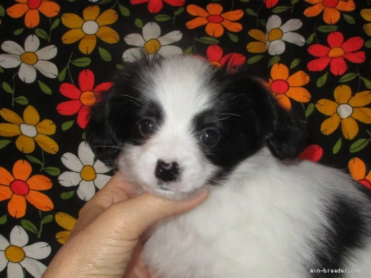 ID:2003-01545の子犬
