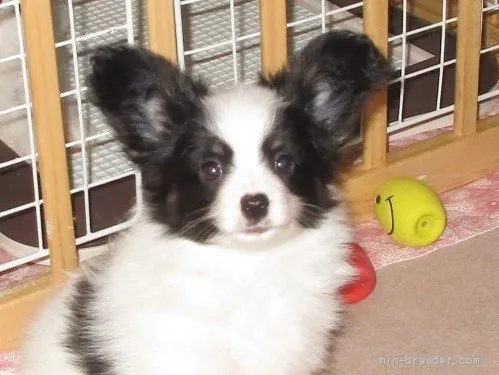 ID:2107-00368の子犬