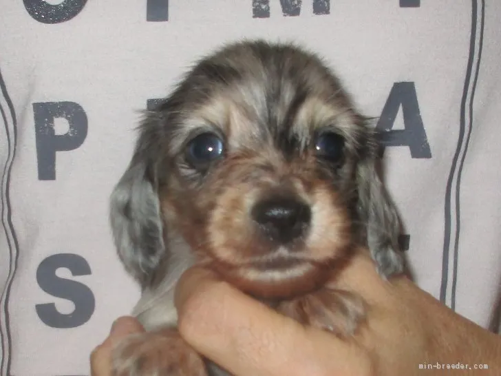 ID:1908-02695の子犬