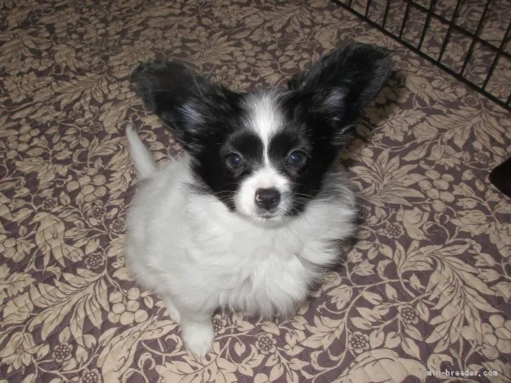 ID:2003-00001の子犬
