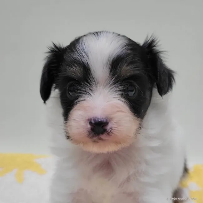 ID:2205-01474の子犬