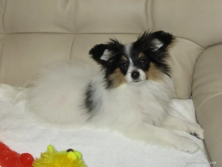 ID:1903-02673の子犬