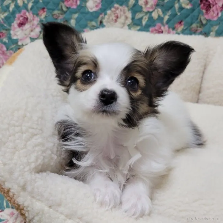 ID:2303-01270の子犬