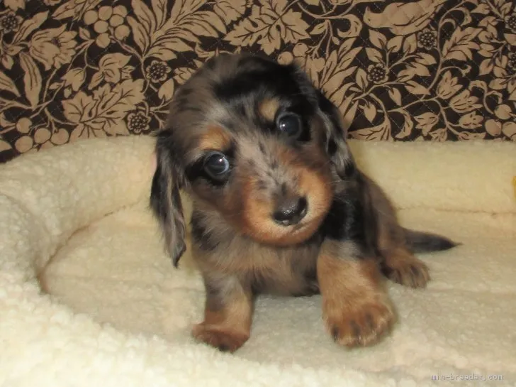 ID:2102-01331の子犬