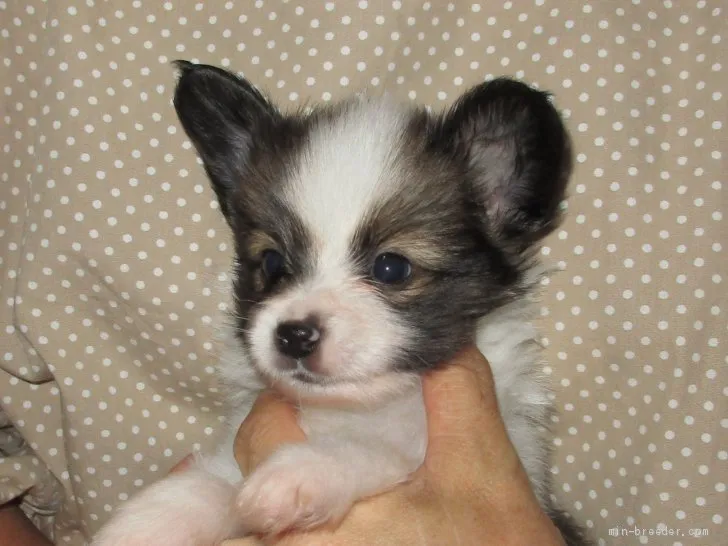 ID:2009-01388の子犬