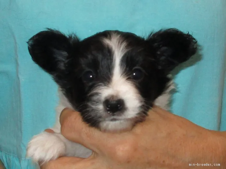 ID:1905-01282の子犬