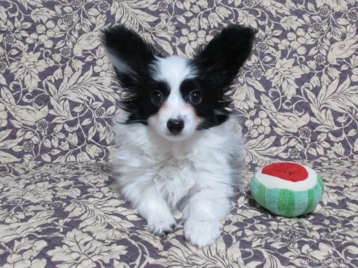 ID：1904-00114の子犬