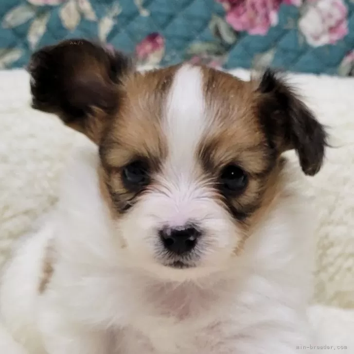ID:2404-04054の子犬