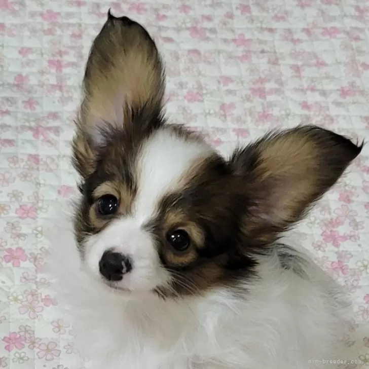 ID:2406-06250の子犬