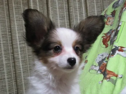 ID:1501-00187の子犬