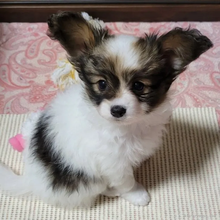 ID:2311-04180の子犬