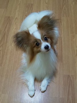 パピヨン【埼玉県・男の子・2019年8月12日・ホワイト&レッド】の写真「若牡くん・遺伝子検査3項目クリア」