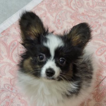 パピヨン【埼玉県・男の子・2023年1月14日・トライ】の写真「可愛いトライボーイ・パパはチャンピオン」