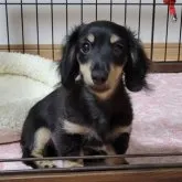 カニンヘンダックスフンド(ロング)【埼玉県・男の子・2023年4月23日・ブラック&イエロー】の写真1「8/7撮影」