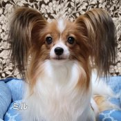 パピヨン【・女の子・2022年6月26日・ホワイト&レッド】