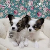 パピヨン【埼玉県・女の子・2023年1月5日・ホワイト&セーブル】の写真3
