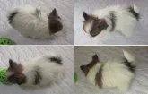 パピヨン【埼玉県・女の子・2016年11月15日・ホワイト&レッド(白茶)】の写真4「背模様は程良くきれいに入っています」