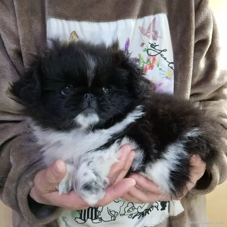 ペキニーズ【愛知県・女の子・2025年9月7日・ブラック&amp;ホワイト】の写真1