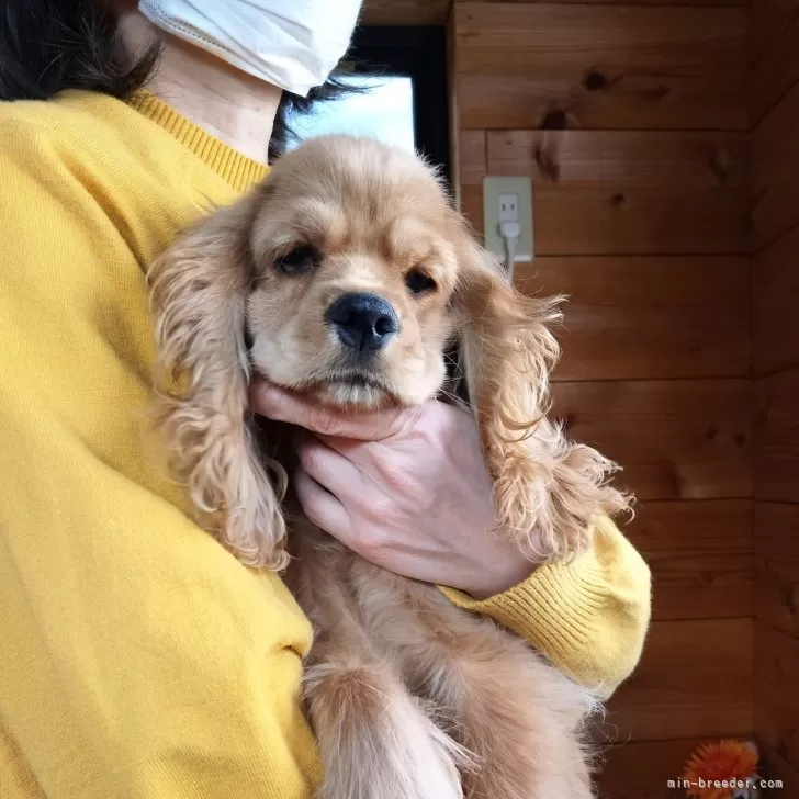 H.A 様のお迎えした子犬