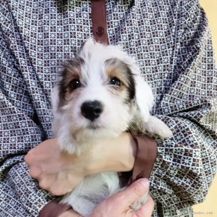 ID：2509-05102の子犬