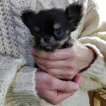 チワワ(ロング)【愛知県・男の子・2025年10月7日・ブラッククリー厶】の写真「極小ちゃんご希望の方にお勧め」