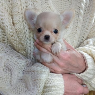 チワワ(ロング)【愛知県・女の子・2025年10月11日・クリー厶】の写真「元気に育っています。」