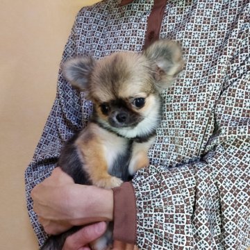 チワワ(ロング)【愛知県・女の子・2025年5月5日・フォーン】の写真「しっぽフリフリで甘えん坊小さい子」