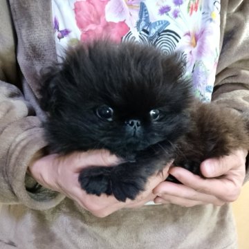 ペキニーズ【愛知県・女の子・2025年9月17日・ブラック】の写真「ブラック＆ホワイトマーキングかわいい子」