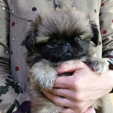 ペキニーズ【愛知県・男の子・2025年8月29日・フォーンブラックマスク】の写真「兄弟元気に育っています」