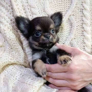 チワワ(ロング)【愛知県・女の子・2025年10月7日・ブラックタン】の写真「小さい子です」