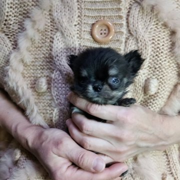 チワワ(ロング)【愛知県・男の子・2025年10月7日・ブラッククリー厶】の写真「とても極小ちゃんです」