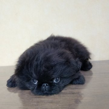 ペキニーズ【愛知県・男の子・2025年9月17日・ブラック】の写真「ブラックかわいい子」