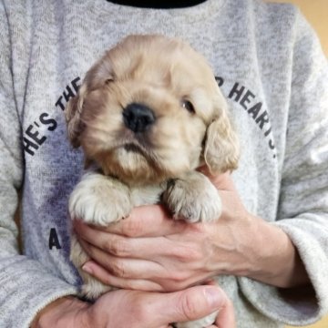 アメリカンコッカースパニエル【愛知県・女の子・2025年9月28日・バフ】の写真「明るいバフ。きれいなお顔の子です。」