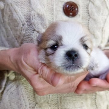 ポメラニアン【愛知県・女の子・2025年10月23日・パーティーカラー】の写真「父は、チャオリア直子、母チャオリア系」