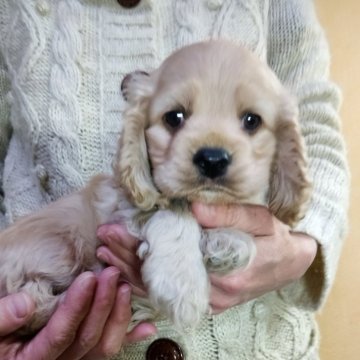 アメリカンコッカースパニエル【愛知県・男の子・2025年9月28日・バフ】の写真「そっくり兄弟、バフ色の明るい方の子」