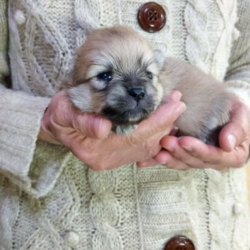 ポメラニアン【愛知県・男の子・2025年10月23日・オレンジセーブル】の写真「父は、チャオリア直子、母チャオリア系」