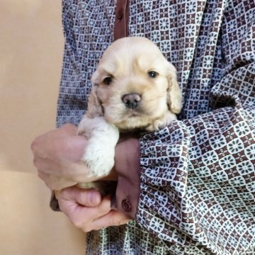 アメリカンコッカースパニエル【愛知県・男の子・2025年9月1日・バフ】の写真「元気な男の子」