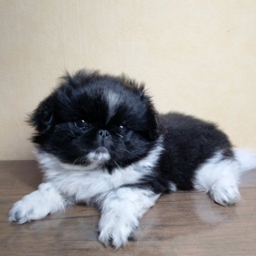 ペキニーズ【愛知県・女の子・2025年9月7日・ブラック&ホワイト】の写真「ブラック＆ホワイト柄きれい」