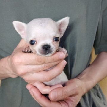 チワワ(スムース)【愛知県・男の子・2025年8月18日・クリーム】の写真「小さいくかわいい子」