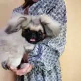 ペキニーズ