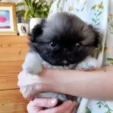 ペキニーズ